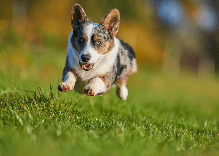 22 Captivating Yellow Eyed Dog Breeds (With Photos)