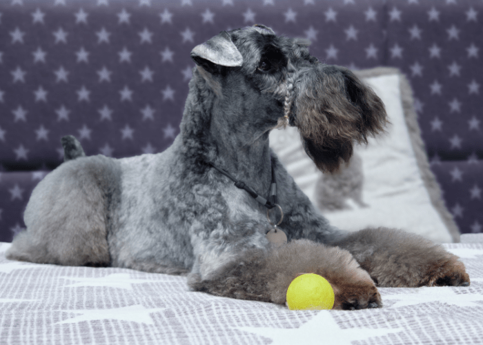 11 Curly Haired Large Dog Breeds (With Pictures)