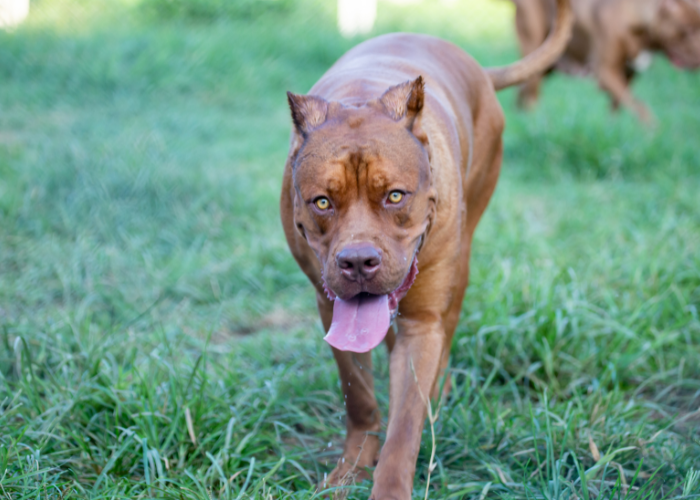 22 Captivating Yellow Eyed Dog Breeds (With Photos)