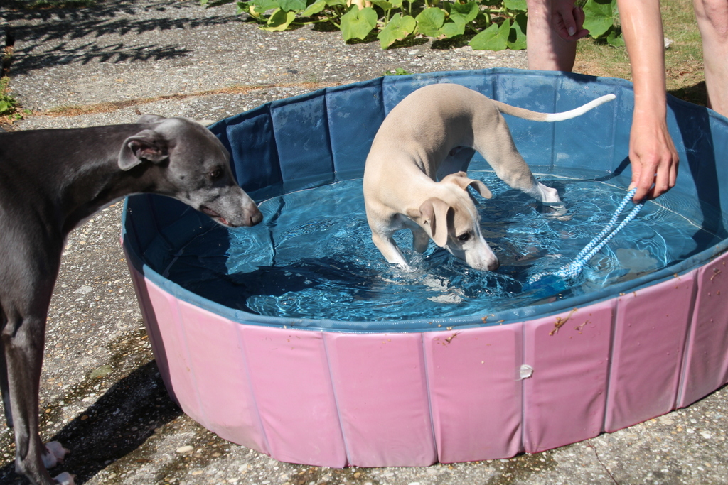 Should I Spray My Dog With Water