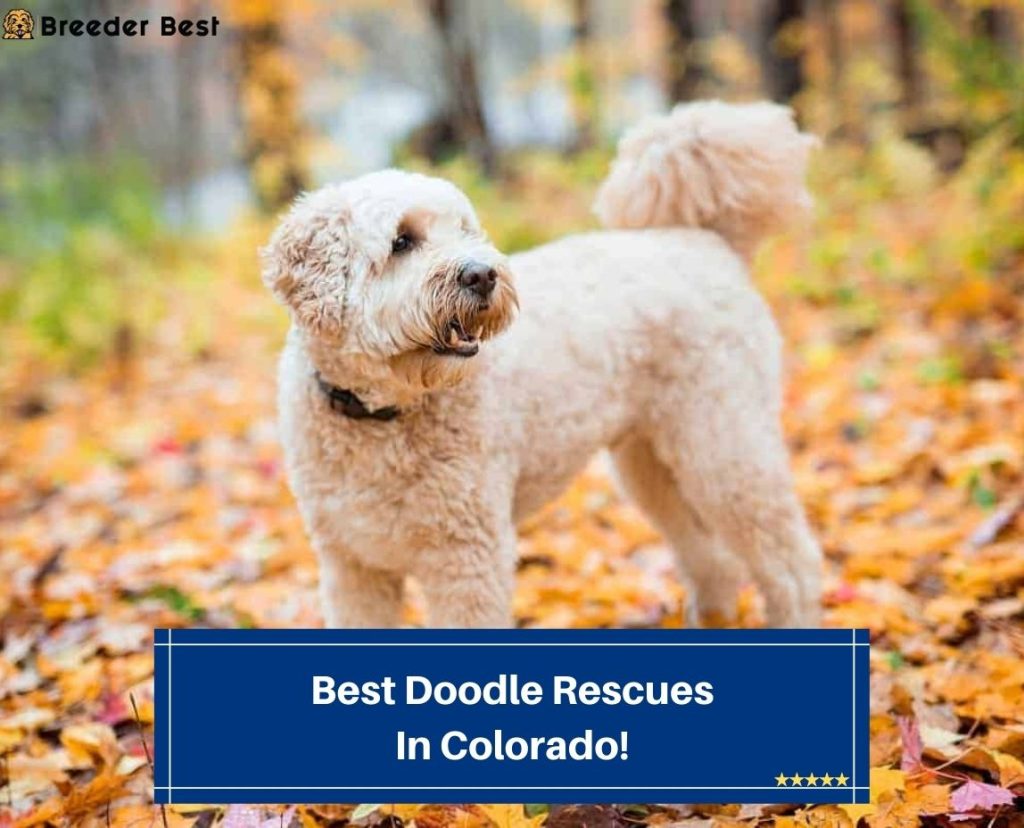 5 Best Doodle Rescues In Colorado! (2024) Breeder Best