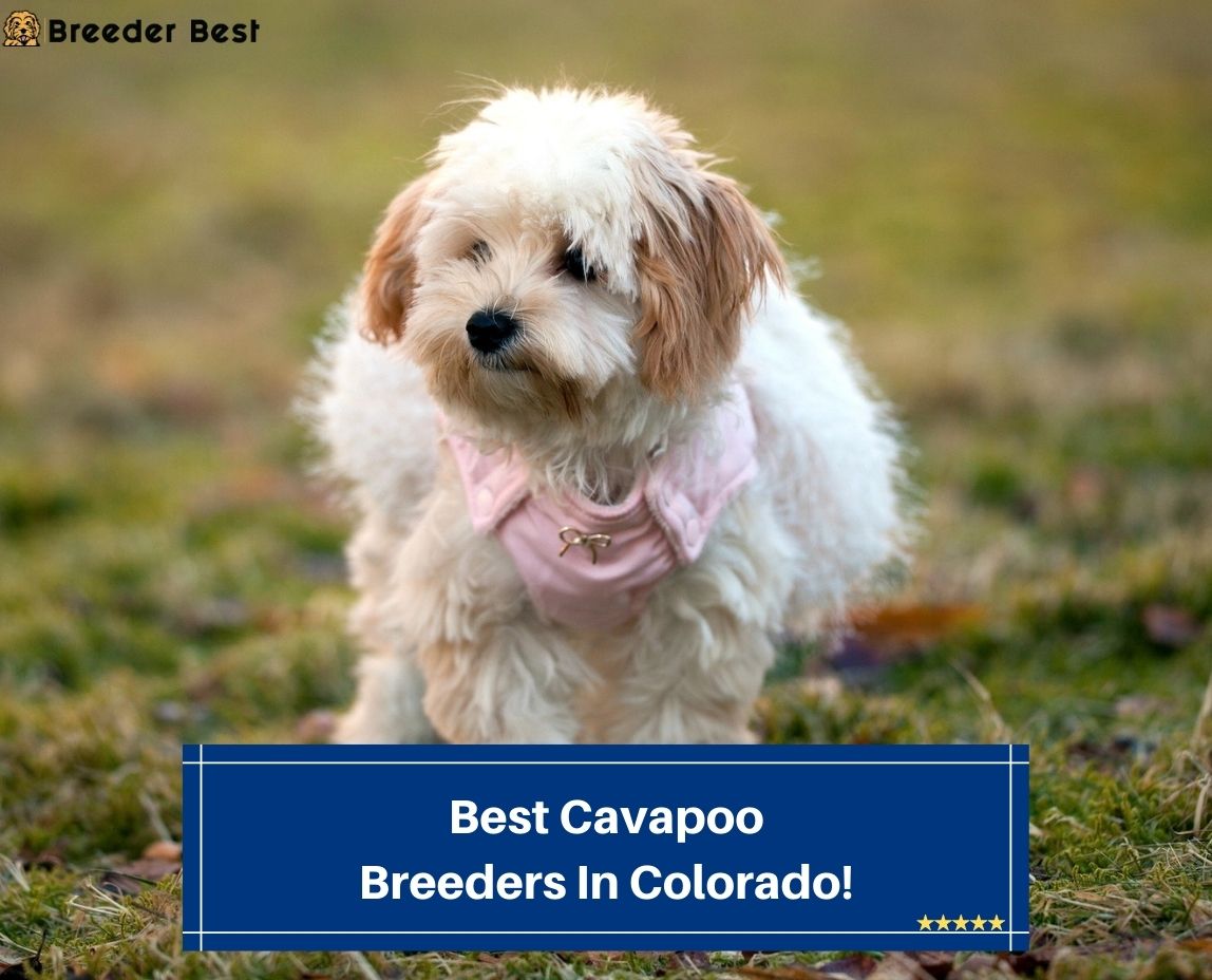 4 Best Cavapoo Breeders In Colorado! (2023) Breeder Best