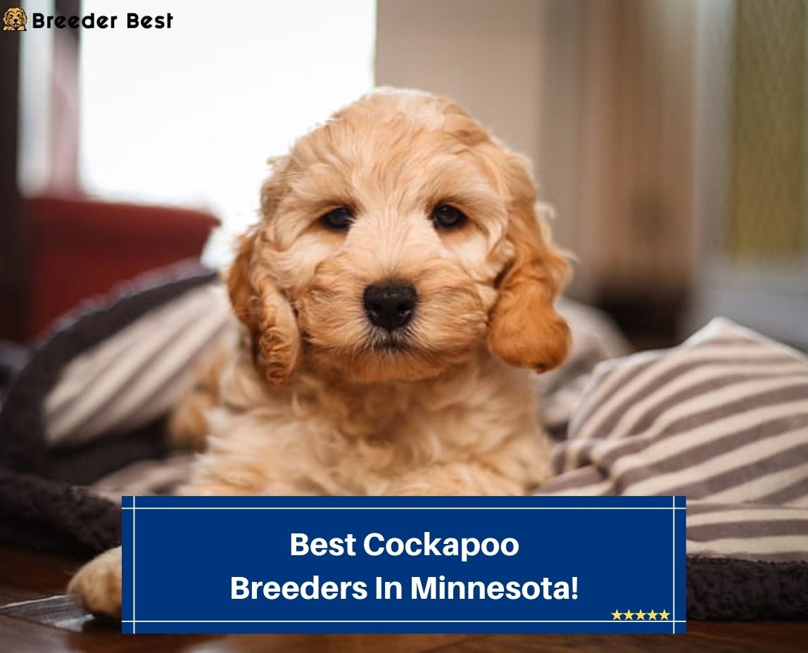 4 Best Cockapoo Breeders In Minnesota! (2023) Breeder Best