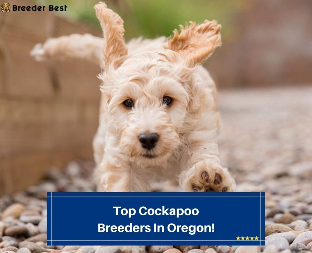 Dog Breeders Breeder Best