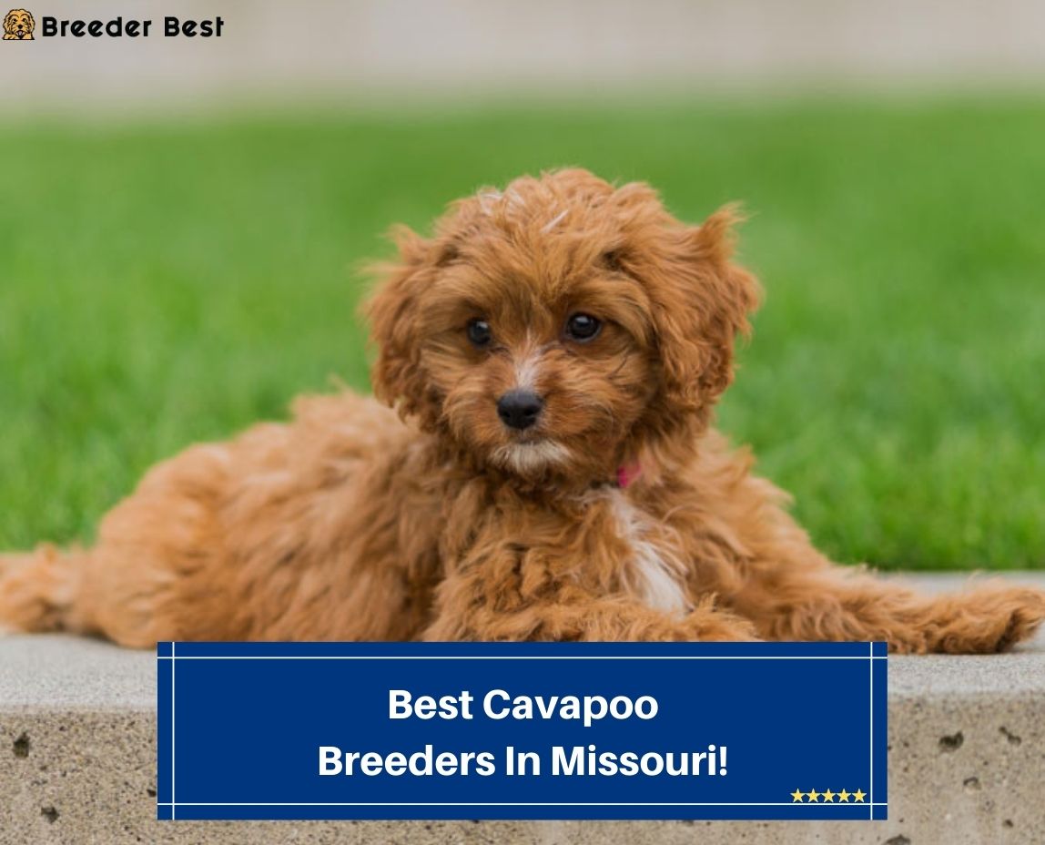 5 Best Cavapoo Breeders In Missouri! (2024) Breeder Best