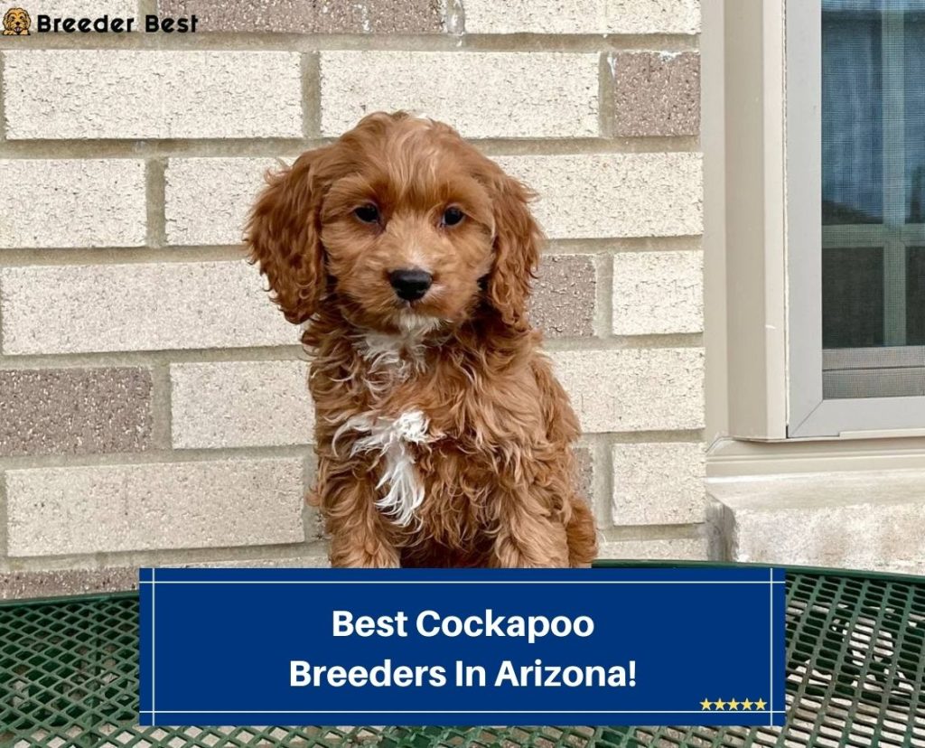4 Best Cockapoo Breeders In Arizona (2024) Breeder Best