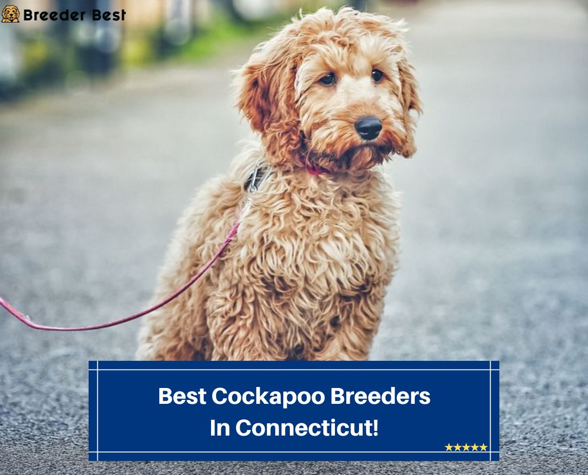 5 Best Cockapoo Breeders In Connecticut! (2023) Breeder Best