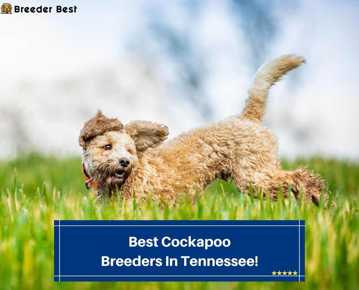 6 Best Cockapoo Breeders In Tennessee! (2023) Breeder Best