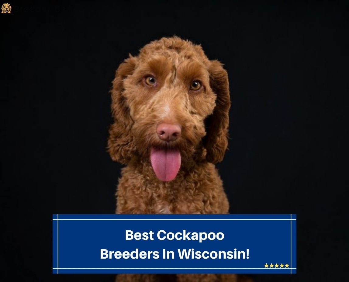 6 Best Cockapoo Breeders In Wisconsin! (2023) Breeder Best