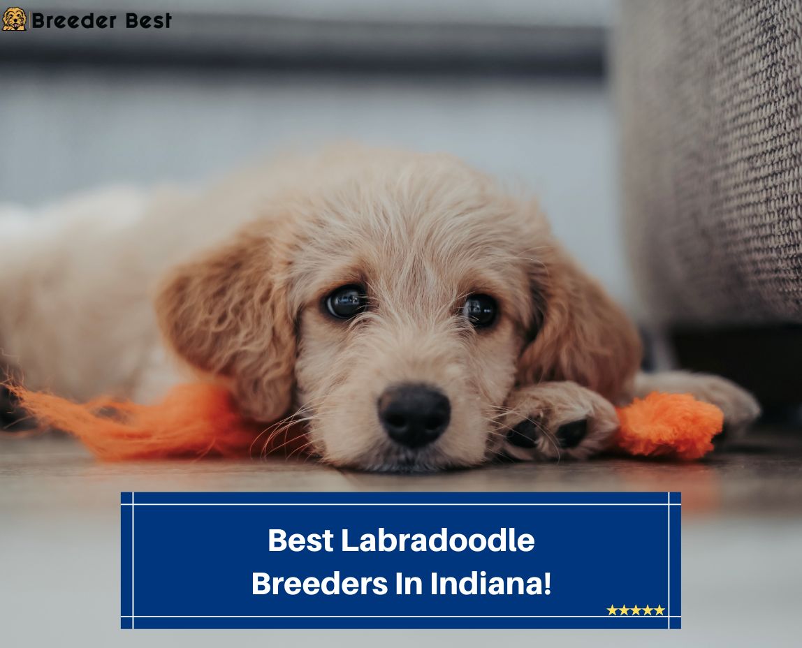 7 Best Labradoodle Breeders In Indiana! (2024) Breeder Best