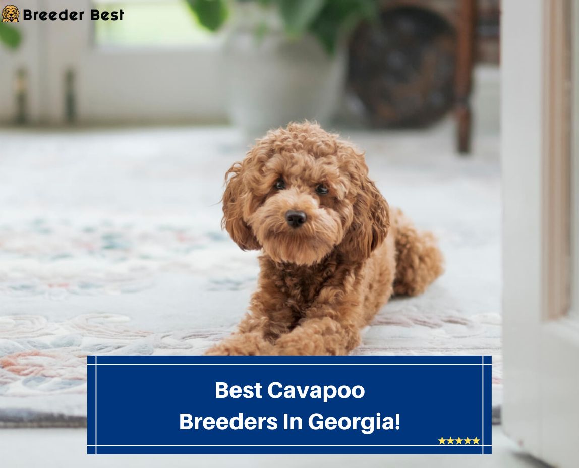 6 Best Cavapoo Breeders in (2023) Breeder Best