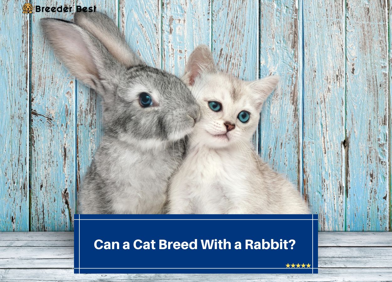 Can a Cat Breed With a Rabbit? (2024) Breeder Best