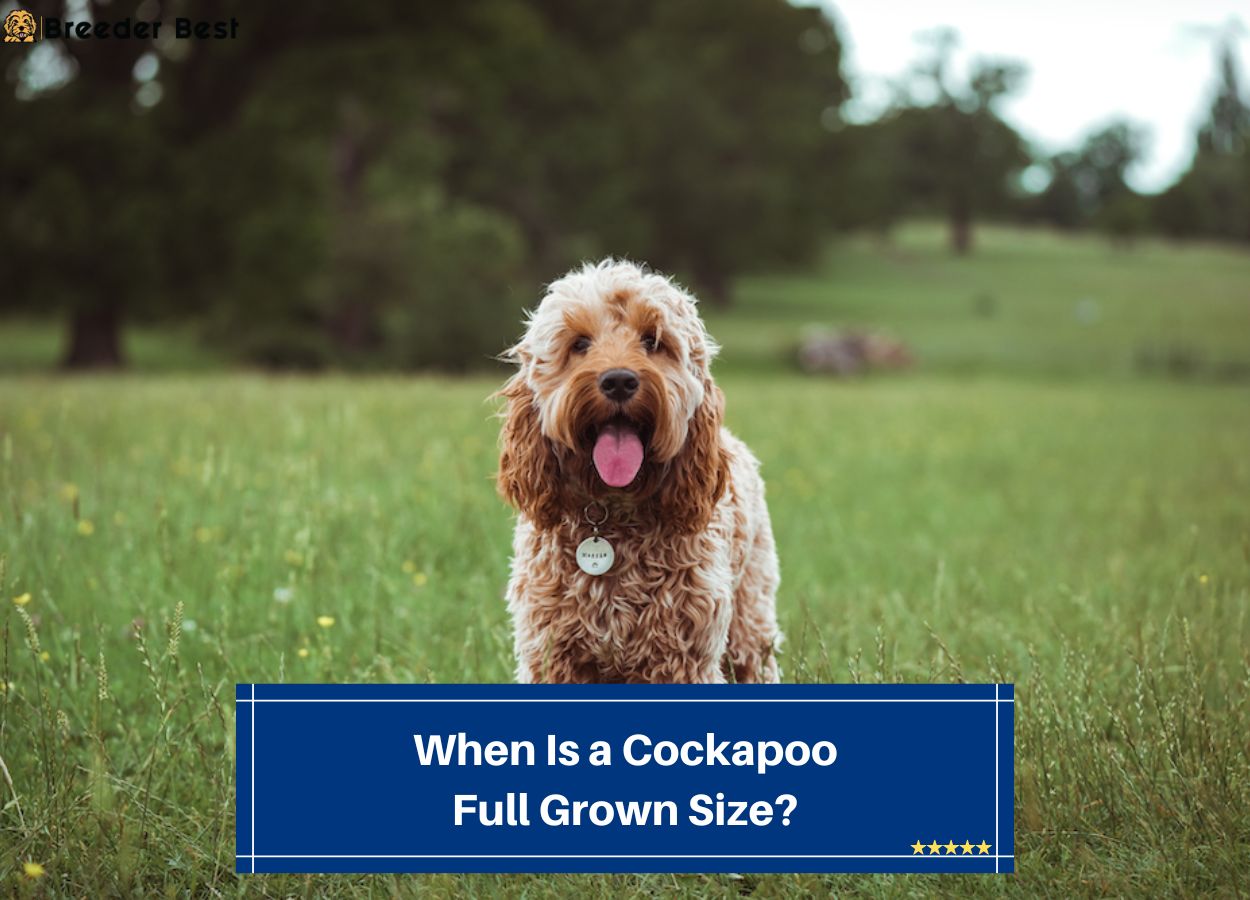 When Is a Cockapoo Full Grown Size? (2023) - Breeder Best