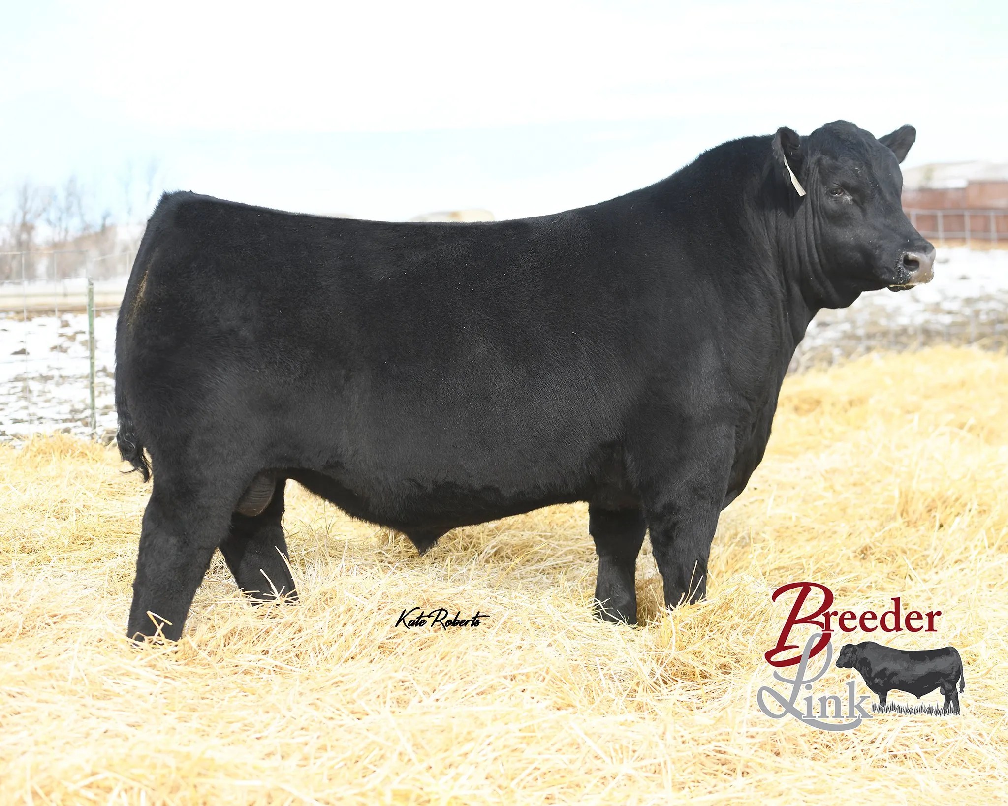 S A V Rise N Shine 2709 Breeder Link