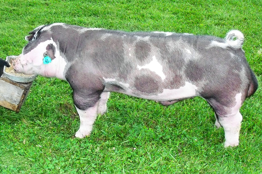 Breeder's Choice Tony and Dicka Nye