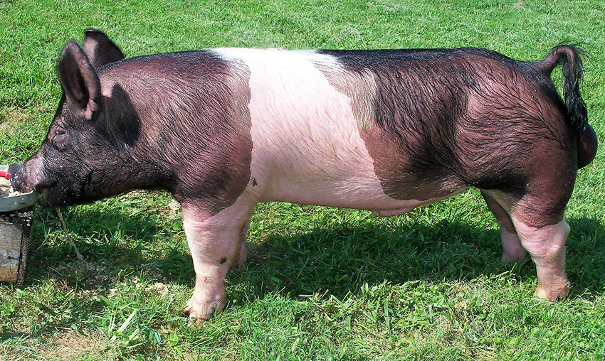 Breeder's Choice Tony and Dicka Nye