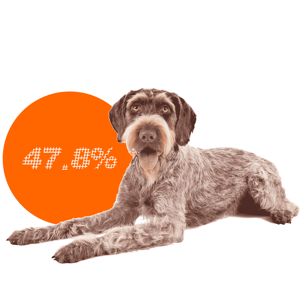 Top 10 Dog Breeds That Frequently Need CSections