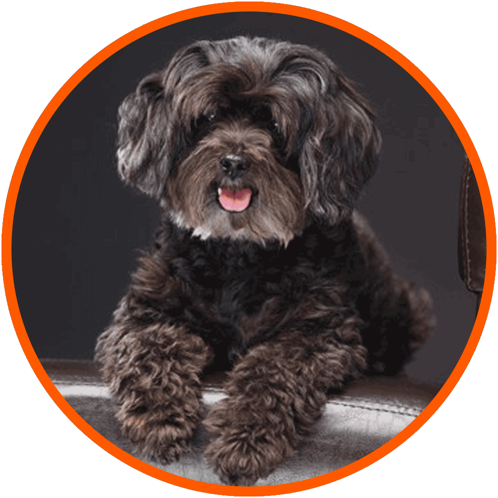 Poodle Mixes Guide, Sizes, Shedding, FAQ & List of Poodle Crossbreeds