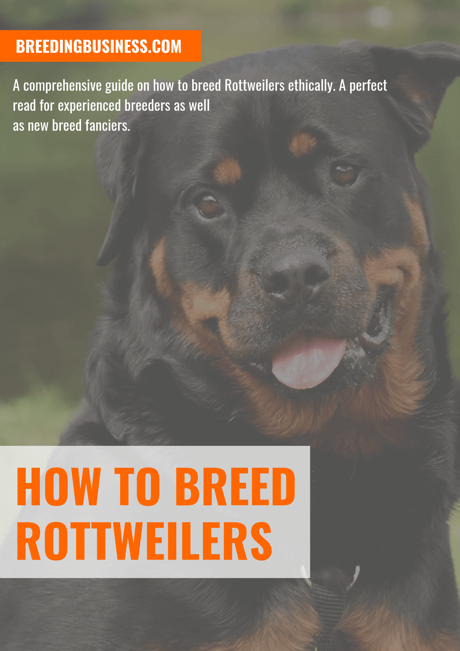 List Of Rottweiler Breeding Cycle Ideas