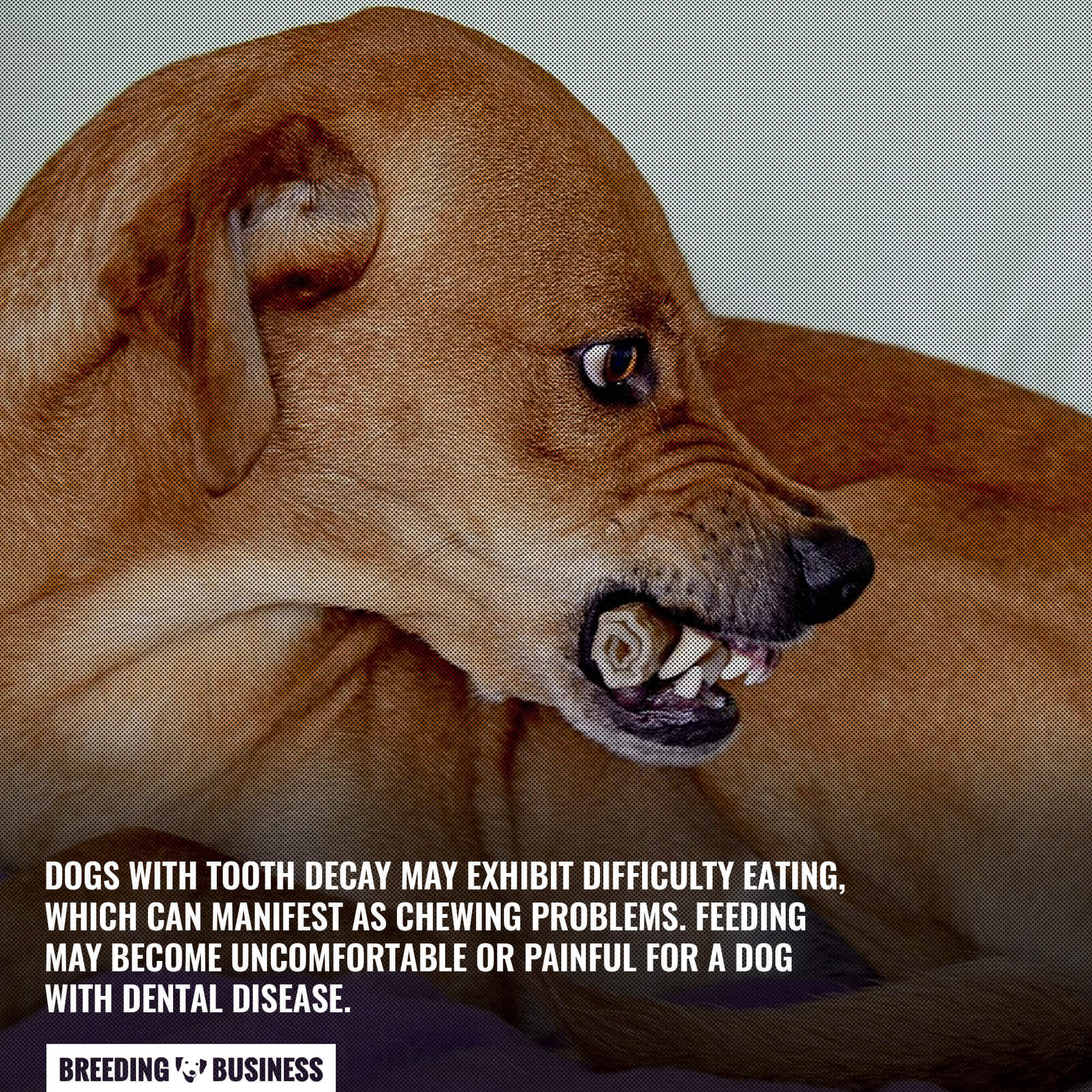 Tooth Decay In Dogs Frequency, Prevention, Treatment & FAQs