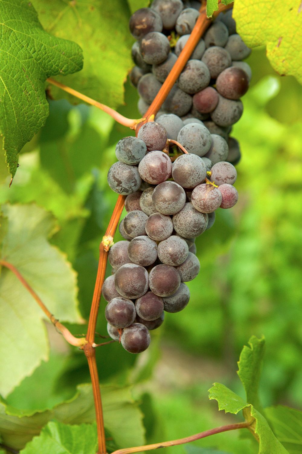 Table Grape Breeding Insight