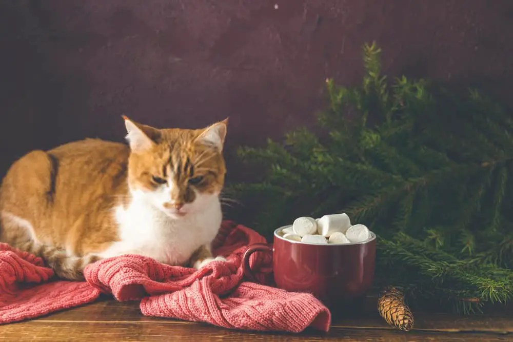 Can Cats Eat Marshmallows Know the Secrets of Marshmallow for Cat