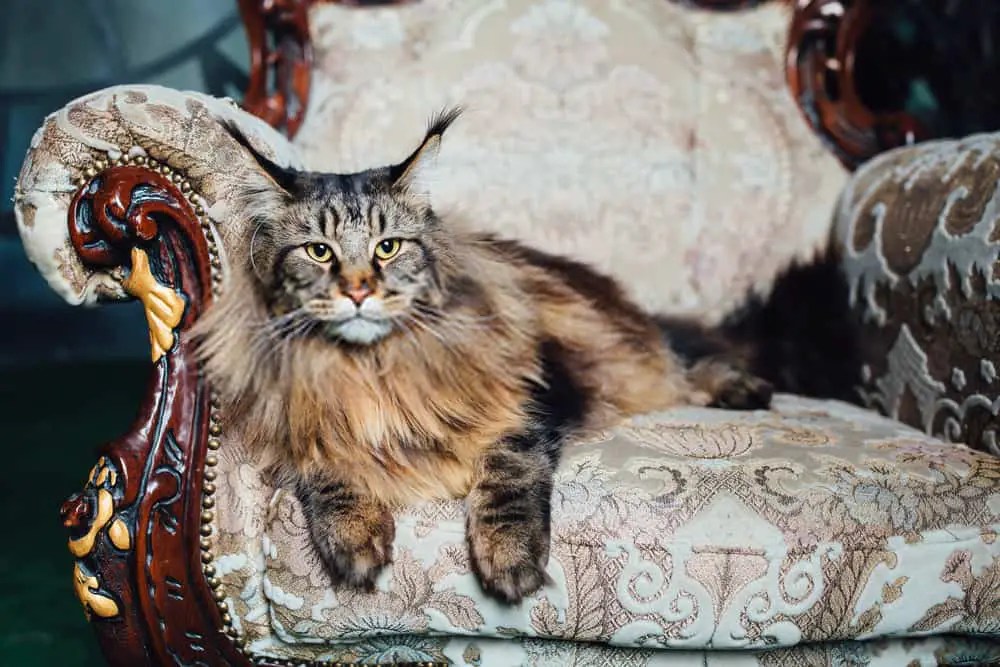 Most popular cats in America Know the Reasons for Popularity Breeds