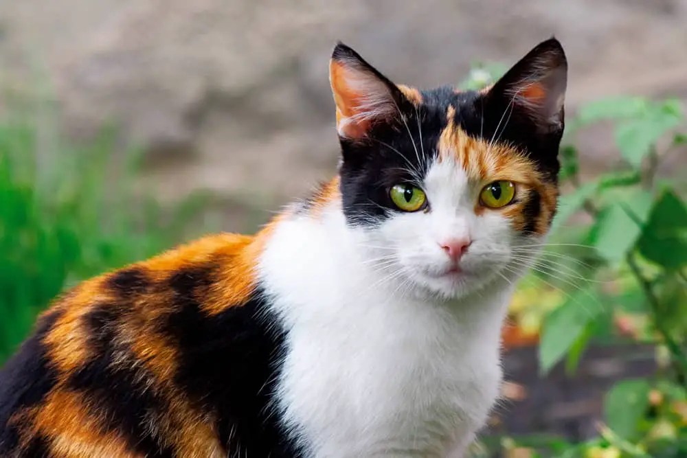 How long Do Calico Cats Live? Breeds of Cat
