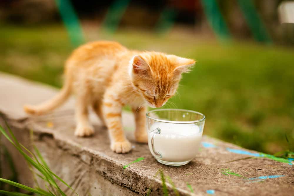 CAN CATS DRINK ALMOND MILK? Breeds of Cat