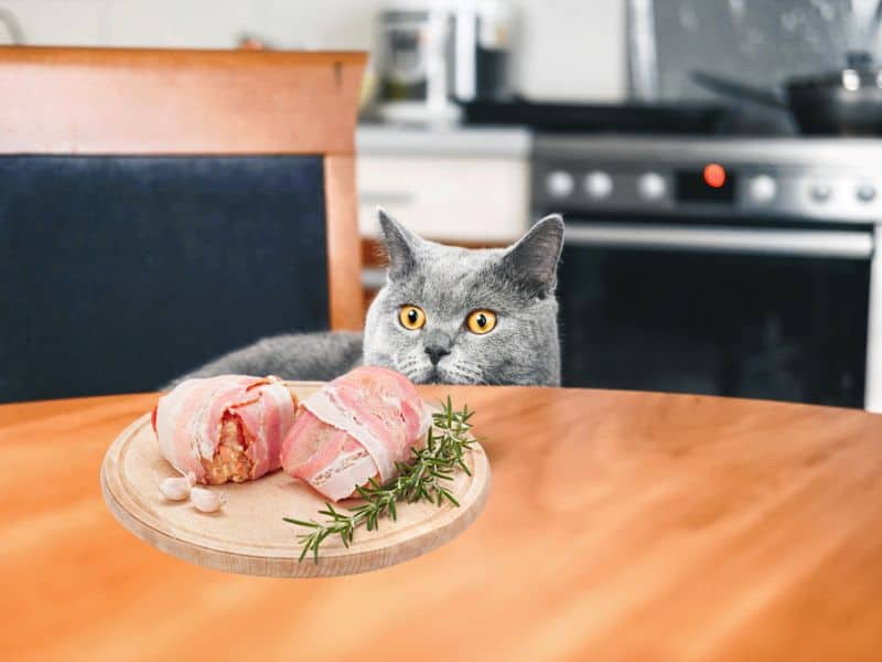 Can Cats Eat Turkey Bacon Factors Between Cat and Turkey Bacon