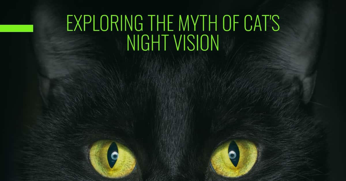 Can Cats See in the Dark? Exploring the Feline Superpower of Night
