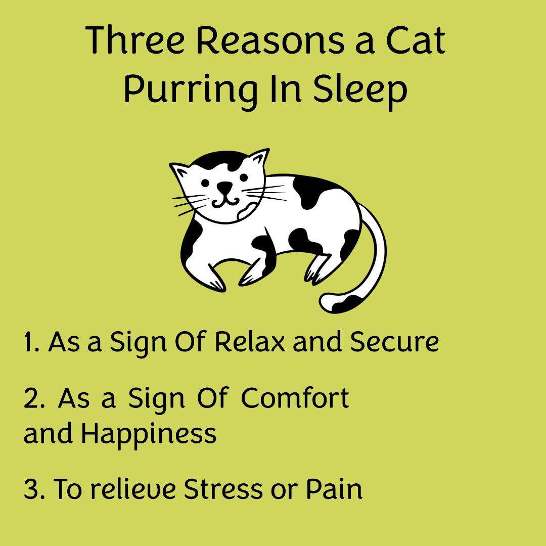 Can Cats Purr in Their Sleep Breeds of Cat