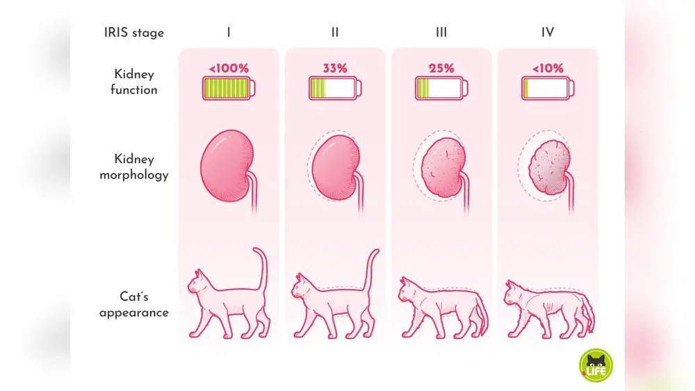Stage 2 Kidney Disease in Cats Essential Care Tips for Owners Breeds