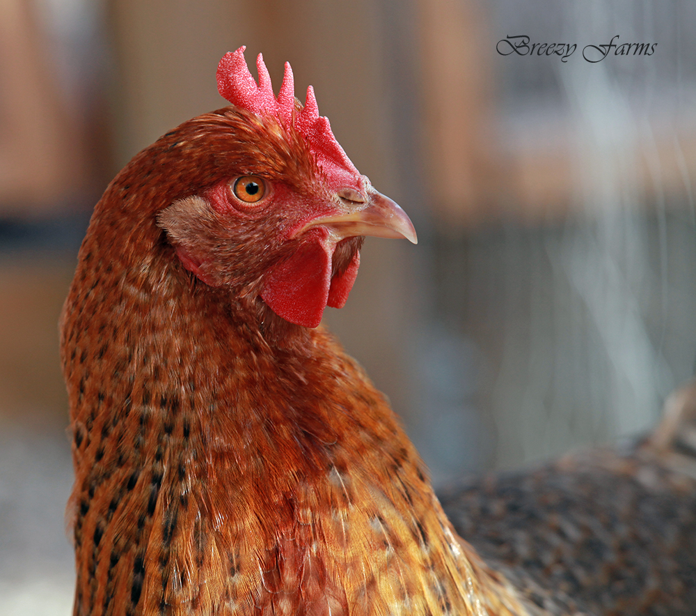 Bielefelder Kennhuhn Chickens in Canada