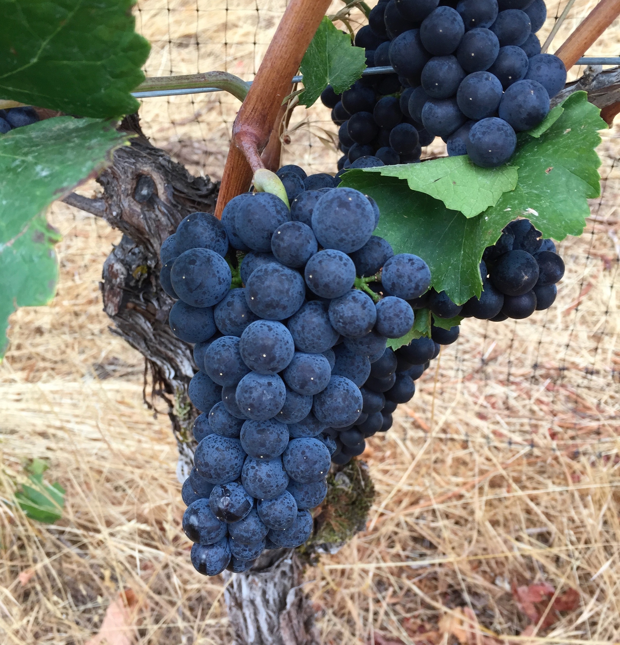Pail Sale through August 15th Brehm Vineyards