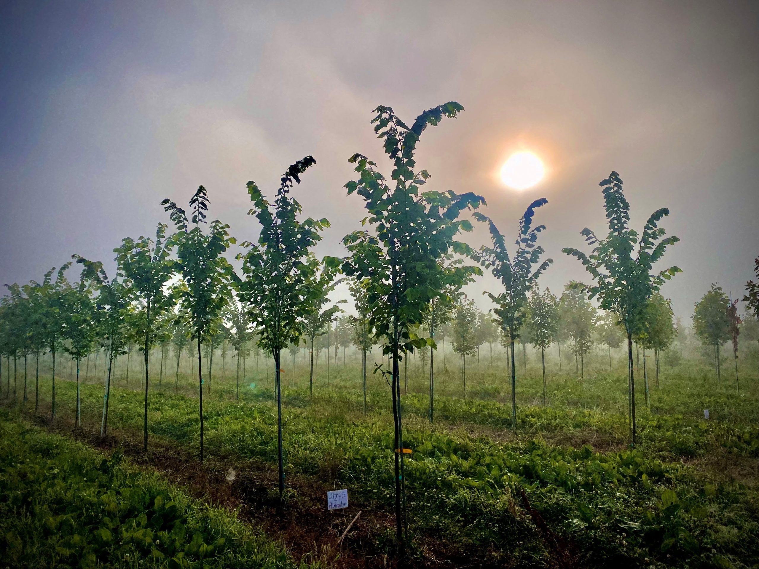 Availability of Plants Bremo Trees