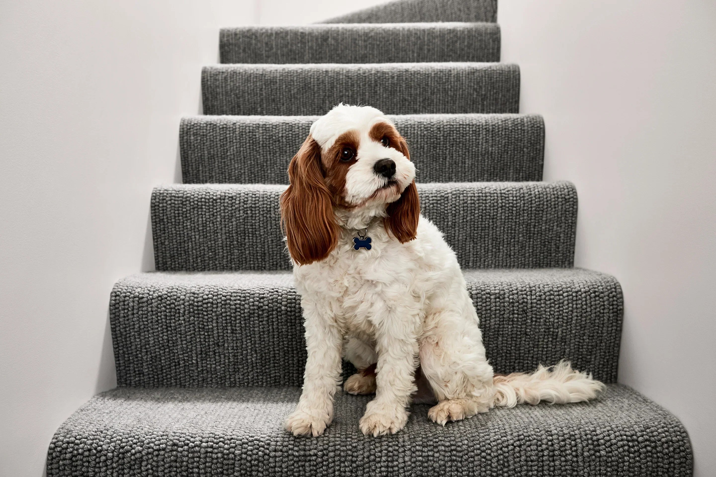 TIPS FOR CLEANING YOUR WOOL CARPET AU Bremworth Wool Carpets