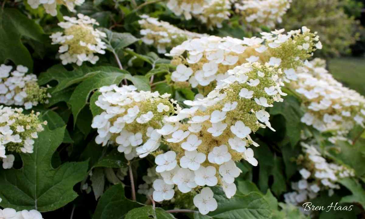 The Classic and Easy to Grow Oakleaf Hydrangea Creative Living with