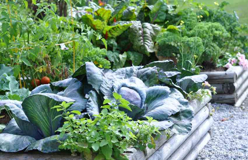 Container Vegetable Garden Idea and Growing Tips Creative Living with