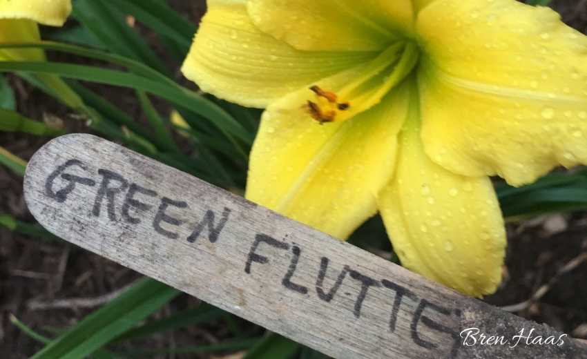 Wood County Plant Exchange Creative Living with Bren Haas