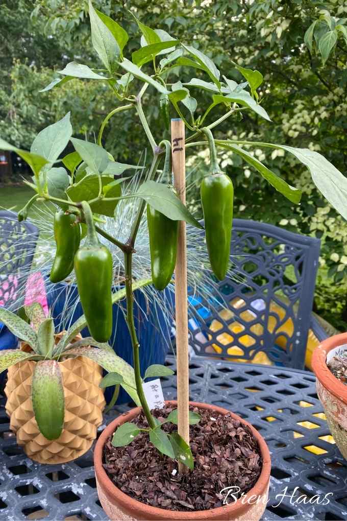 plantsmallpepper Creative Living with Bren Haas