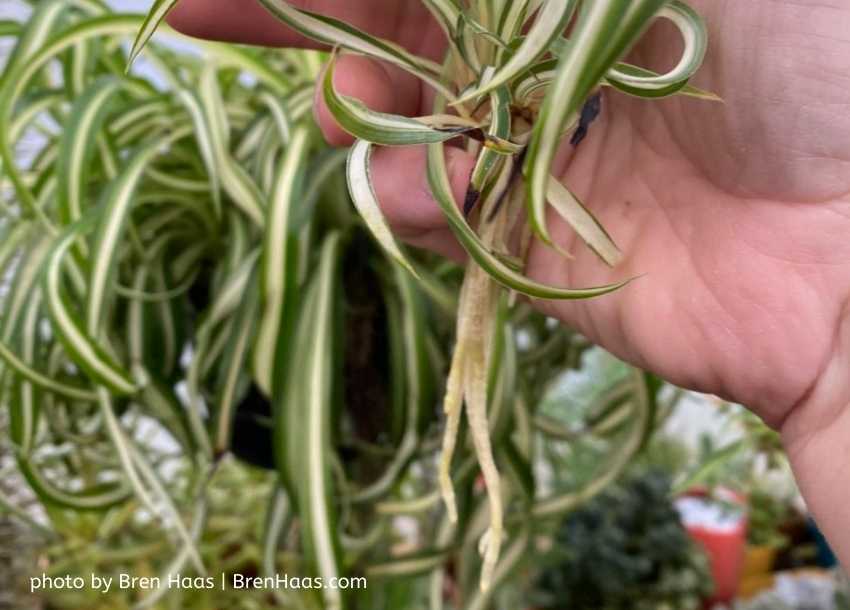 Curly Spider Plant Chlorophytum Bonnie Creative Living with Bren Haas