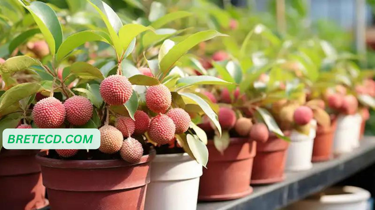 Cultiver le Litchi à partir de Graines Un Guide Étape par Étape