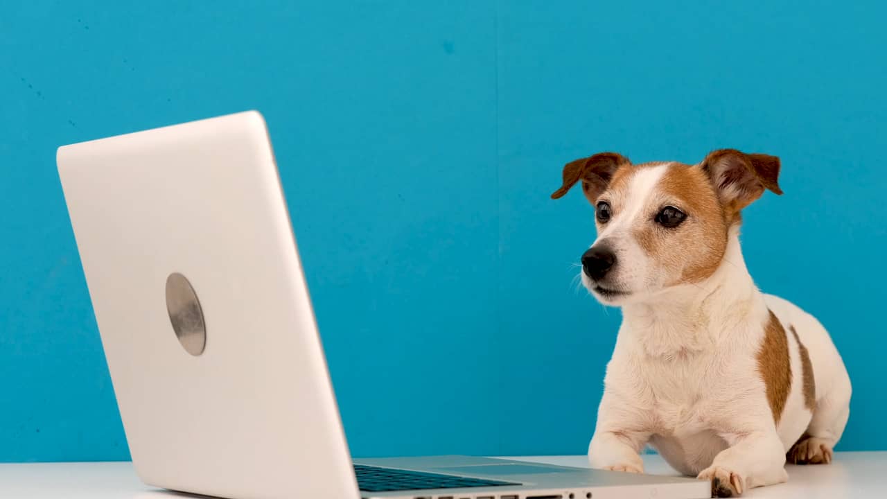 Contact Us Breton Veterinary Hospital