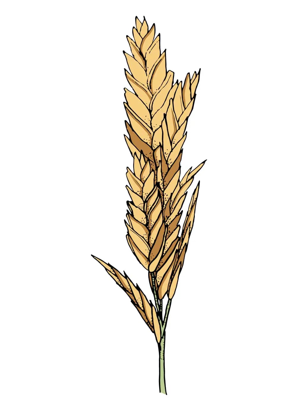 Inland Saltgrass BrettYoung