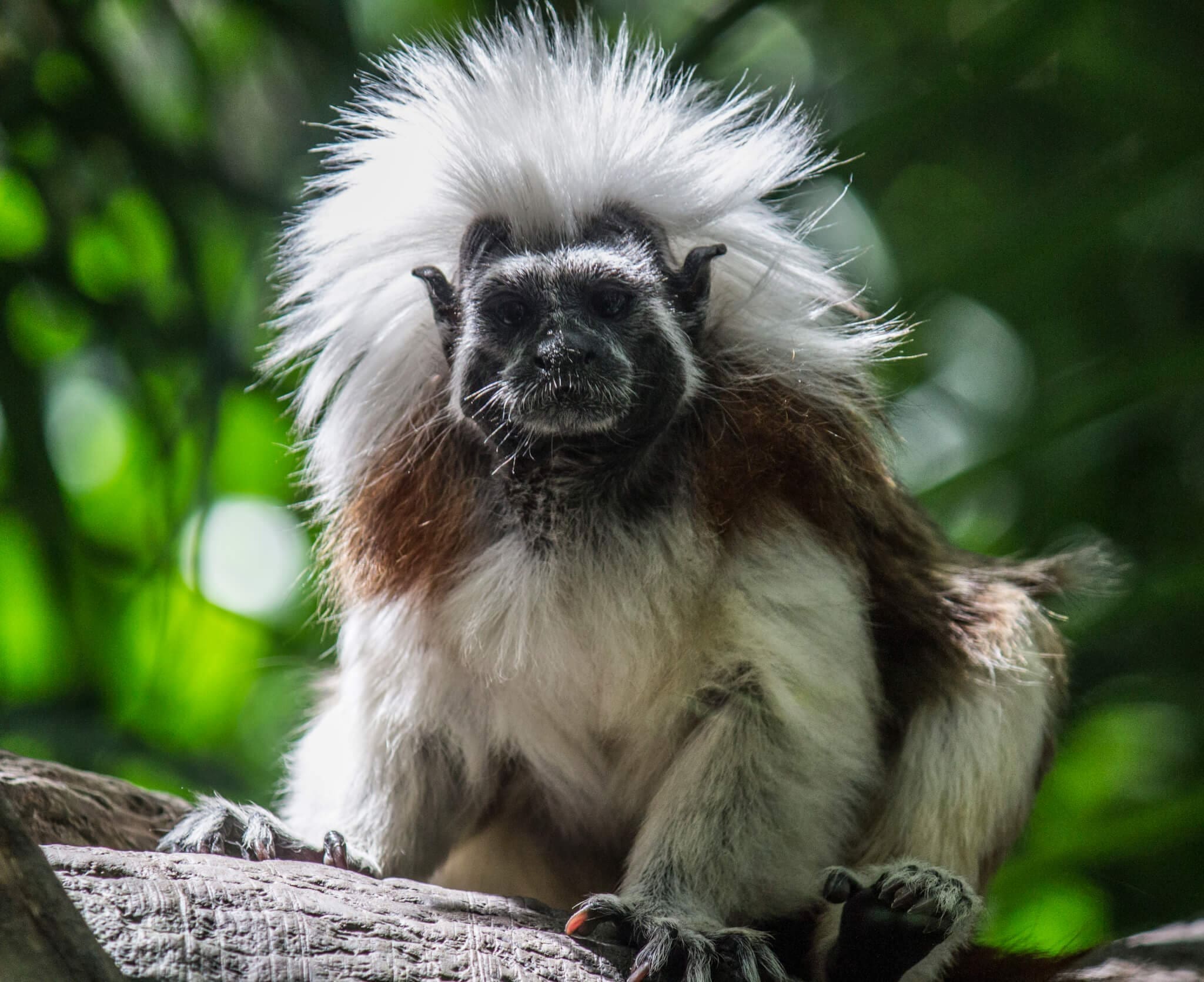 Cottontop Tamarin