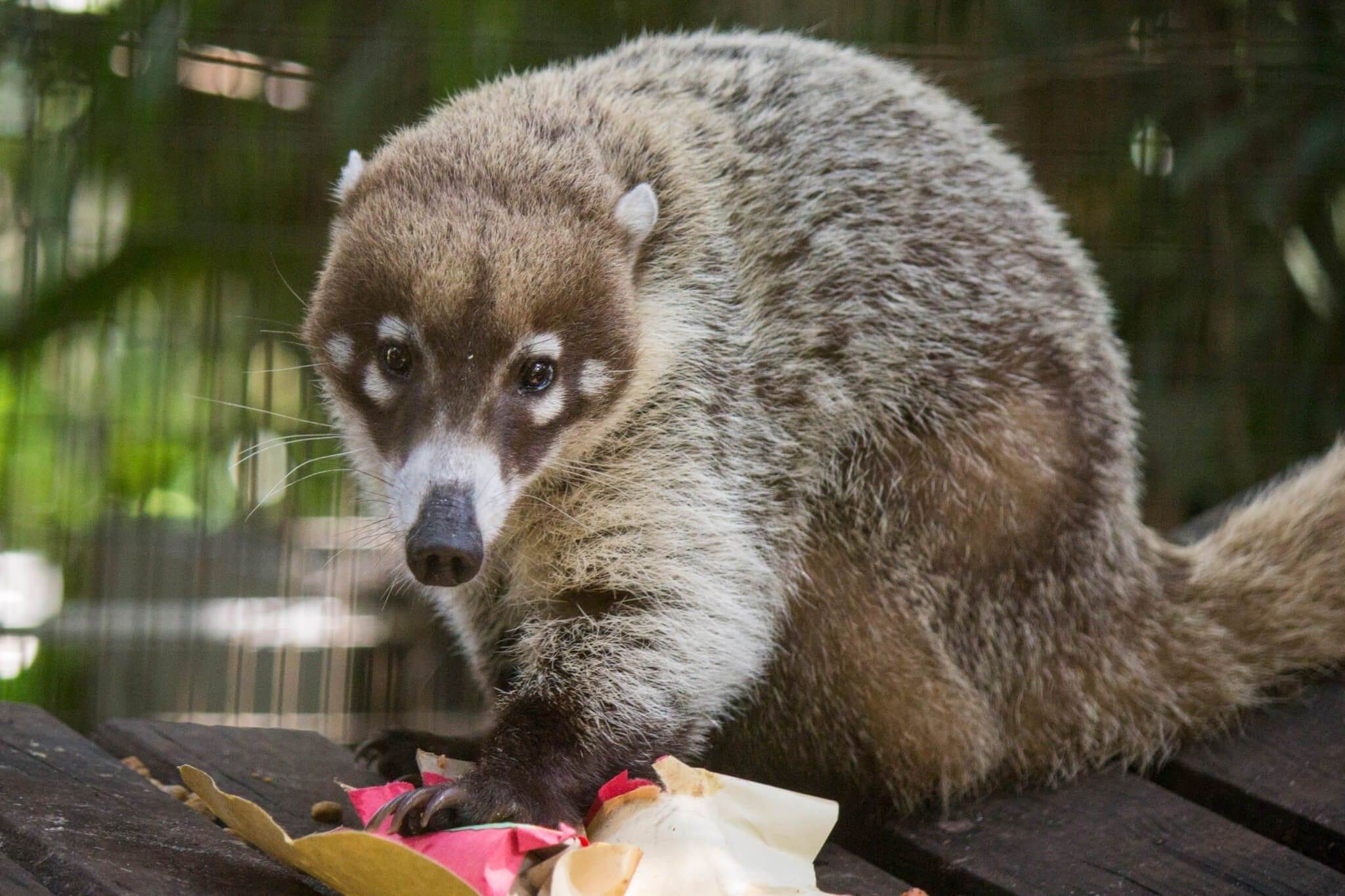 WhiteNosed Coati