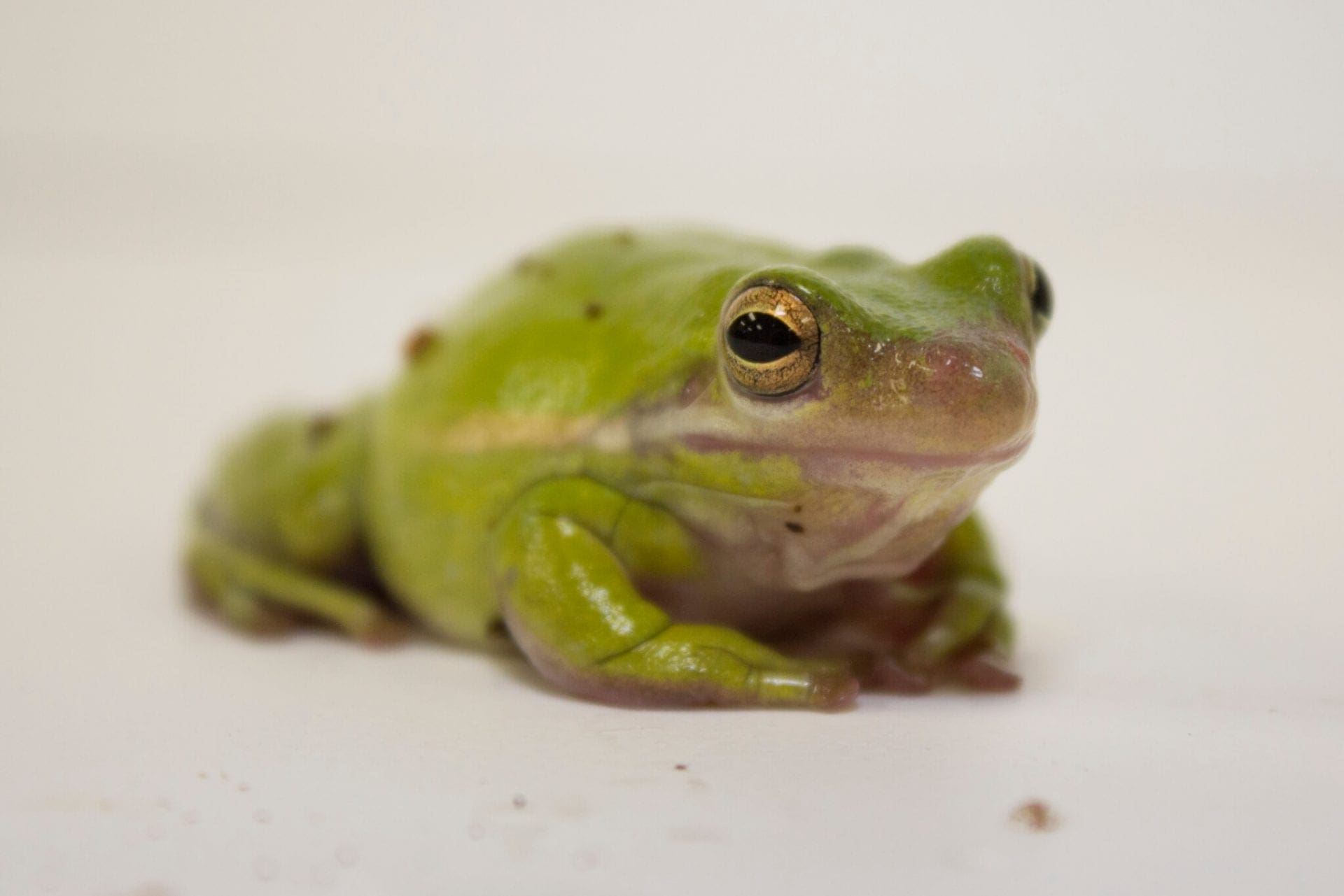 Green Tree Frog