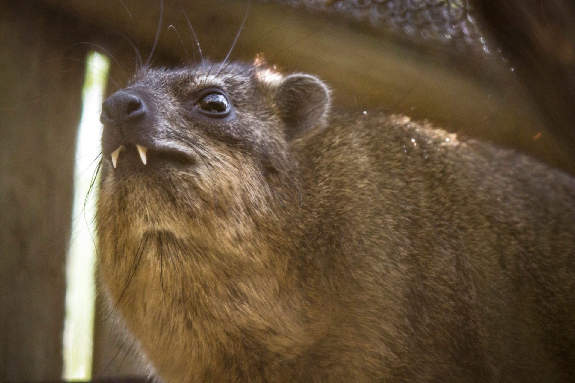 Rock Hyrax