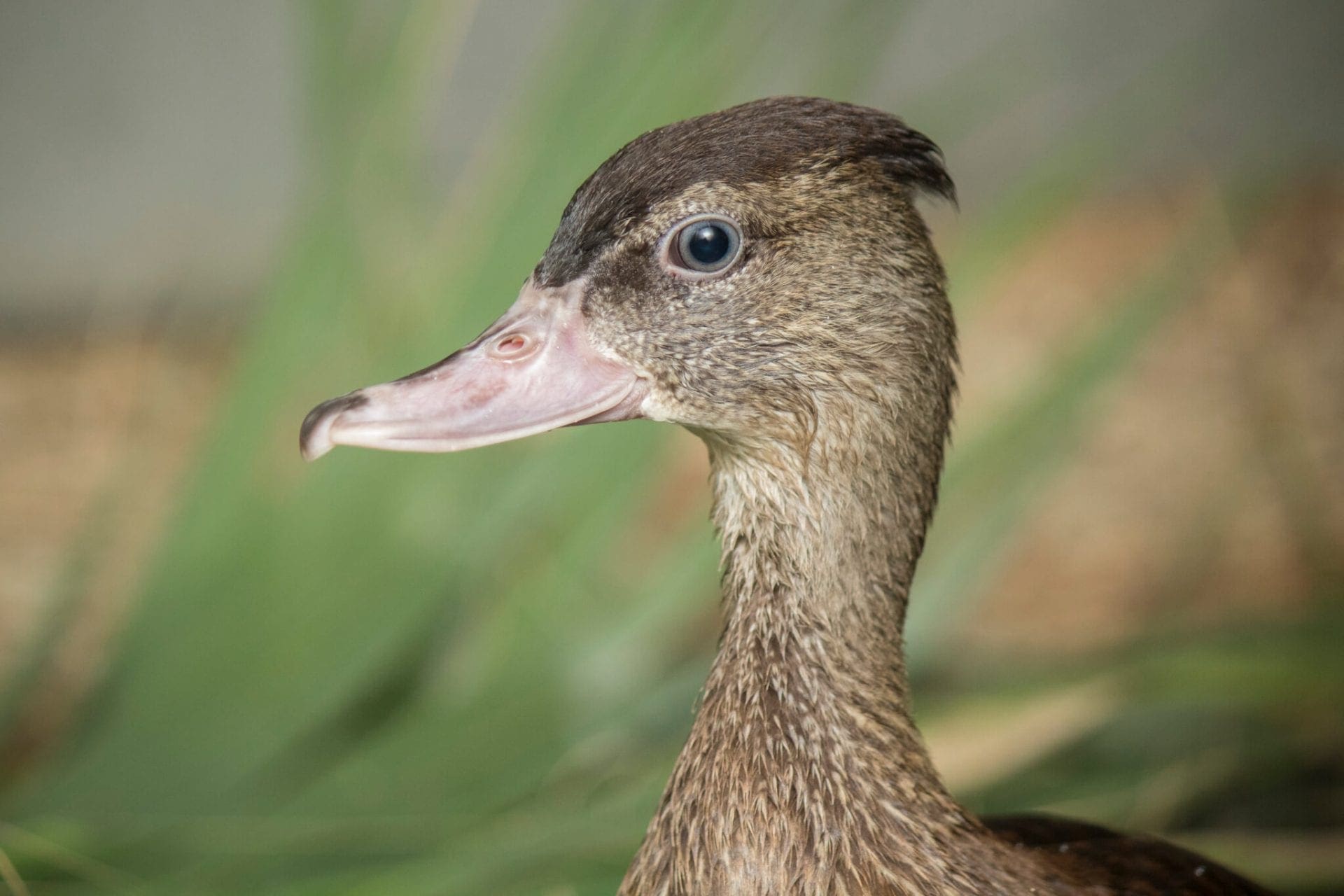 Spotted Whistling Duck